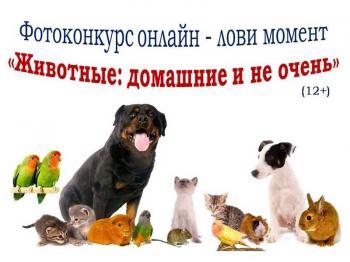 О фотоконкурсе онлайн - лови момент  «Животные: домашние и не очень» (12+)