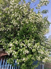 Конина Валерия Дмитриевна, 6 лет, Цветущий востор