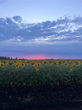 Мамонтова Анна  Ивановна, 5 лет. Милый край,летний закат