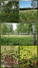 Мосина Галина, 53 года Тропинка, ведущая к спокойствию