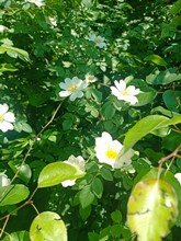 Родионов Кирилл Романович. 12 лет. Цветущий шиповник.