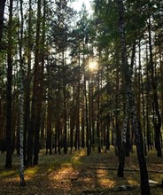 Улеватая Дарья Александровна. 11 лет. Лес